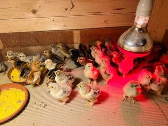 Kuriatka vlaška jarabičia, araucana