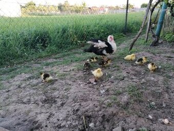 Predám káčatká aj s kačicou
