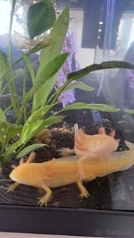 Predám axolotlov s akváriom