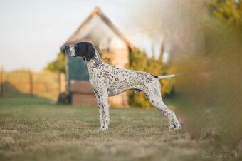 Anglický pointer