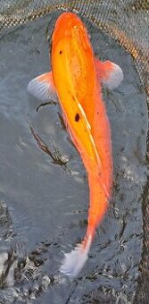 predam original japonskych koi - 1