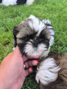Predám šteniatka Shi-tzu ši-cu šicu shihtzu