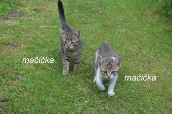 Darujem mačiatka