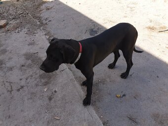 Nemecka doga