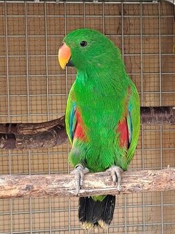 Predám eklektusov polychloros a amazónika bielobruchého