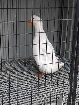 Zdrobnené kačice, pižmovky, indické bojovnice