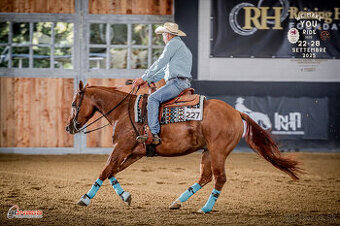 Reining QH valach