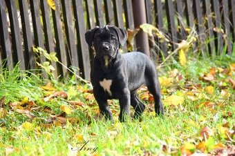 Cane Corso štěňátka s FCI PP -