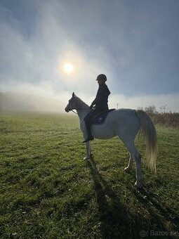 Predaj Shagya Arab kobyla + žriebä (aj samostatne)