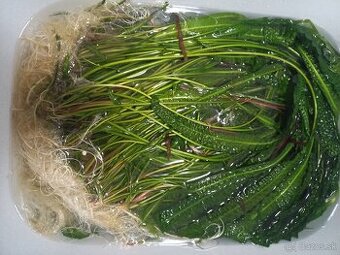 Darujem rastliny do akvária