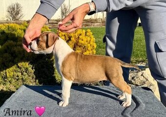 Amira 🐶 Americký Stafordšírsky teriér s PP 🐾🩷🩵