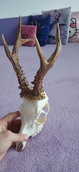 Trofej srnec
