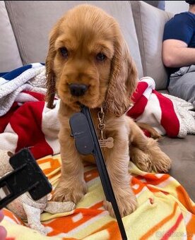 Šteniatka kokeršpaniela na adopciu.