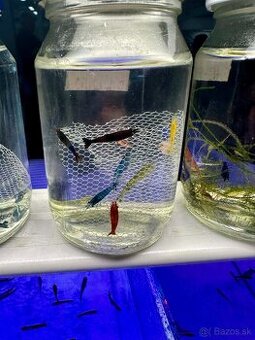 Krevetky Neocaridina, Endlerky