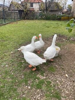 Predám hus landerská