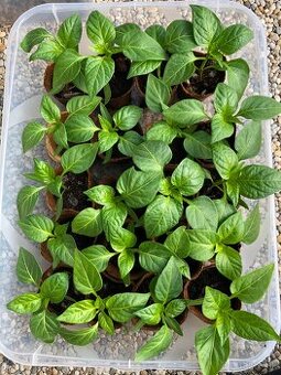 Priesady papriky California bell pepper