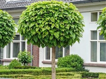 Katalpa bignóniovitá 'Nana'