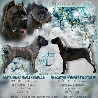 Cane Corso šteniatka s PP ( E’Nata Una Stella )
