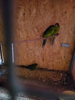 Kakariky