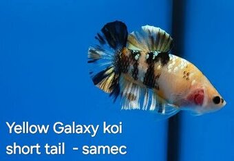 Betta splendens- Yellow Galaxy koi