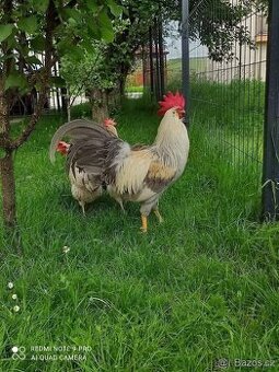 Vlaška Perlová (izabelova)NV
