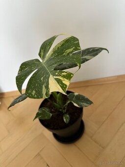 Monstera thai constalation - 1