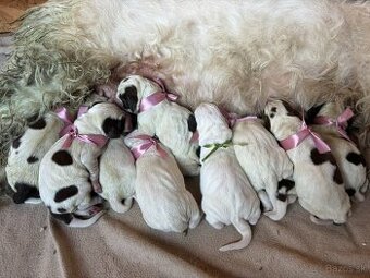 Spinone italiano - šteniatko