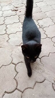 Darujem mačiatka - 1