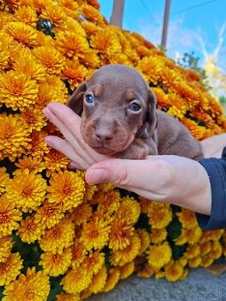 Jazvečík trpasličí