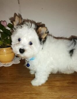 Yorkshirsky terier,  biewer,  york