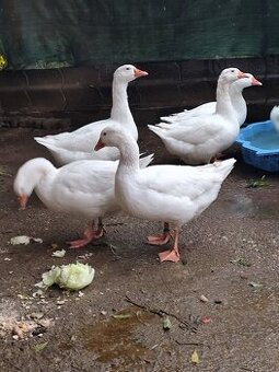 Slovenská biela gunár