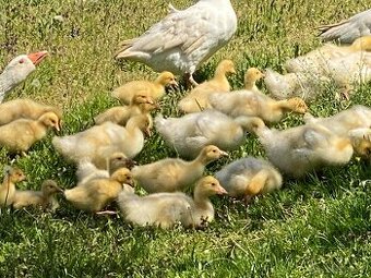 Slovenská hus biela gunár