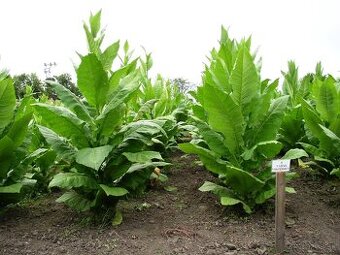 Tabakové listy zelené