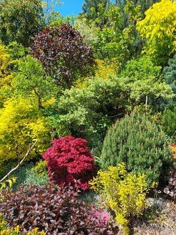 Údržba a realizácie záhrad