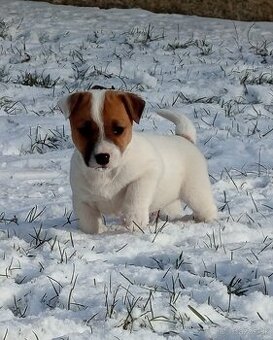 Jack russel teriér