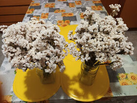 Sušené kvety (17)-Statice bílá.