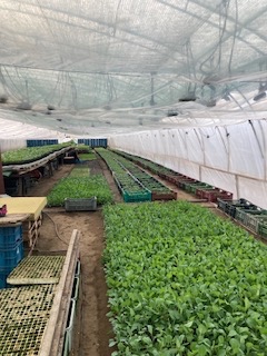 Široký výber sadeníc pre trhovníkov -Planty