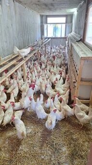 Mládky Leghorn