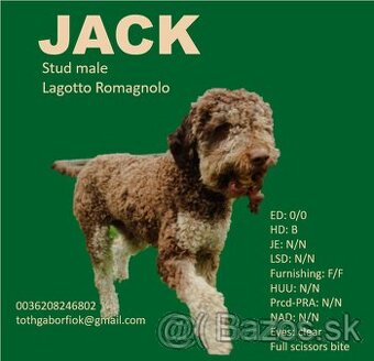 Lagotto Romagnolo krytie