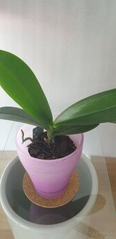 Orchidea