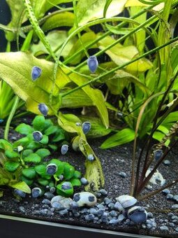 Slimák Ampulária modrá - Ampullaria australis / blue