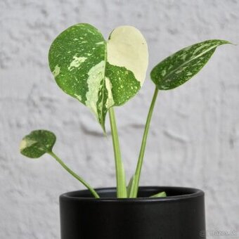 Monstera thai constellation