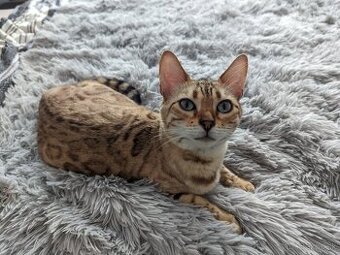 Hľadáme nový prístav: Príbeh nerozlučnej dvojice, Krpca a An