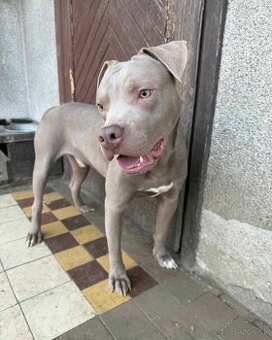 Americký pitbulterier