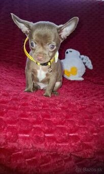 čivava čokoládové šteniatka - 1