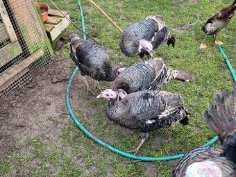 Morky mladé tohtoročné 2025