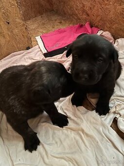 Ponúkam šteniatka – kríženec labrador × vlčiak