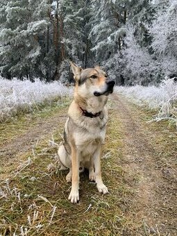 Československý vlčiak – 4r. samec do dobrých rúk