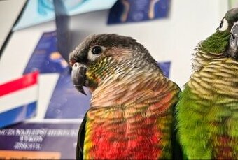 Predám papagája – Pyrrhura (samec)