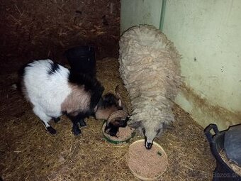 Predám 2 ročnú ovcu